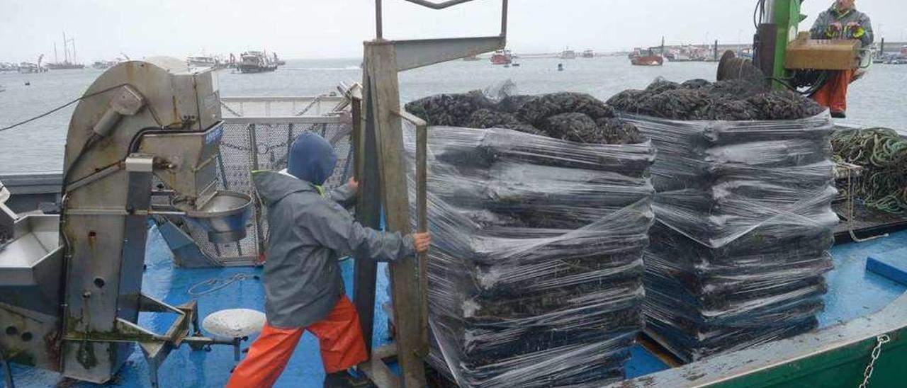 Descargas de mejillón en el muelle de A Illa. // Noé Parga