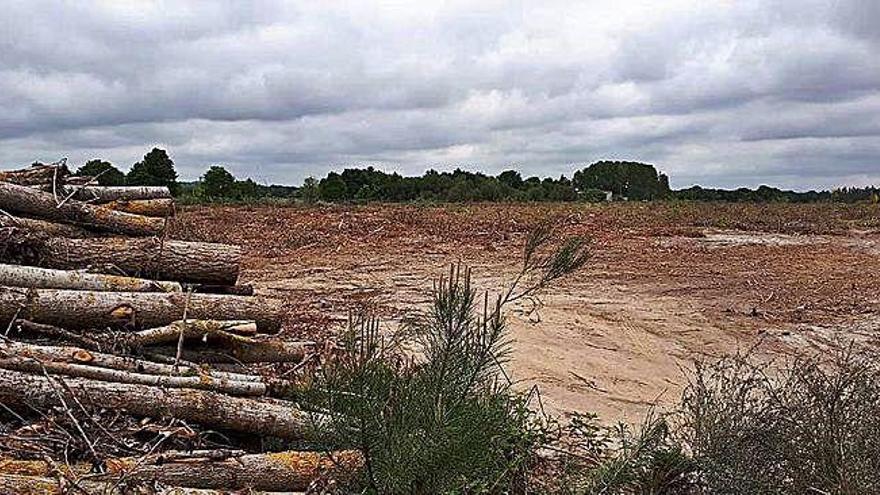 Árboles apilados tras la tala realizada en terrenos de Medio Rural.