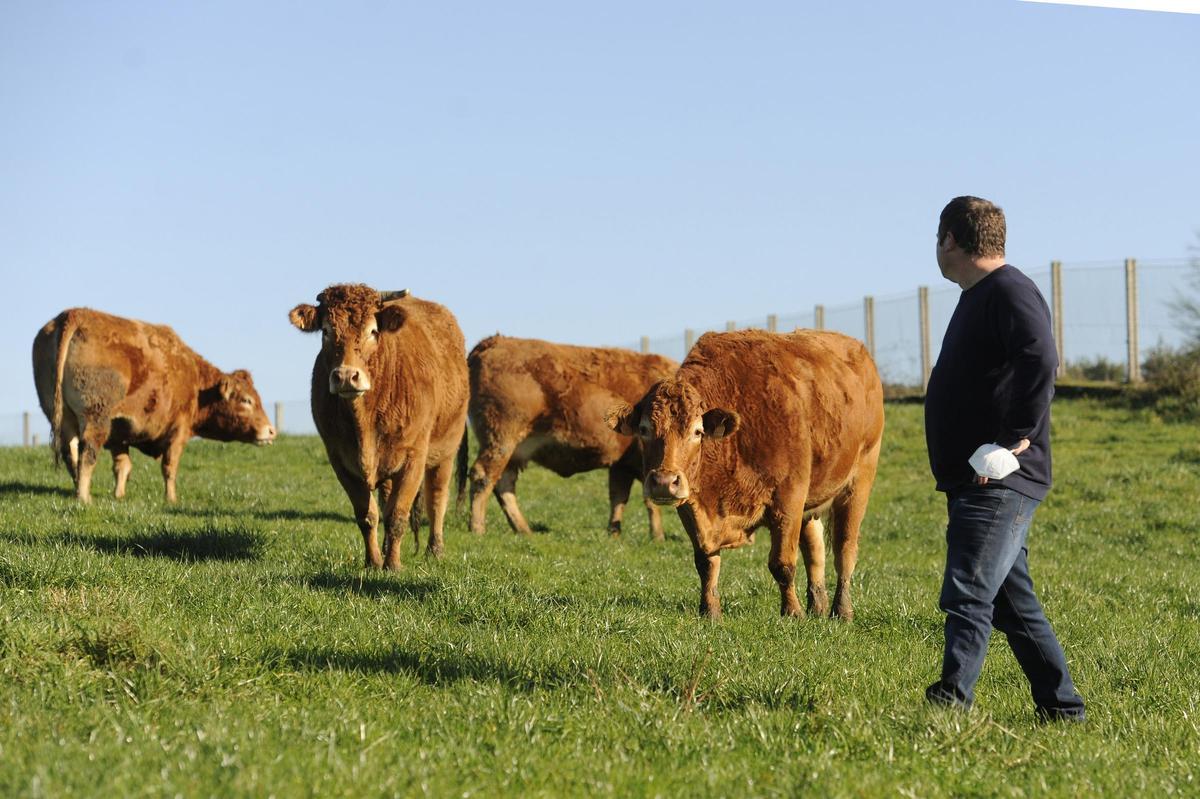 Una explotación de vacas rubias en extensivo en Aciveiro, Forcarei.