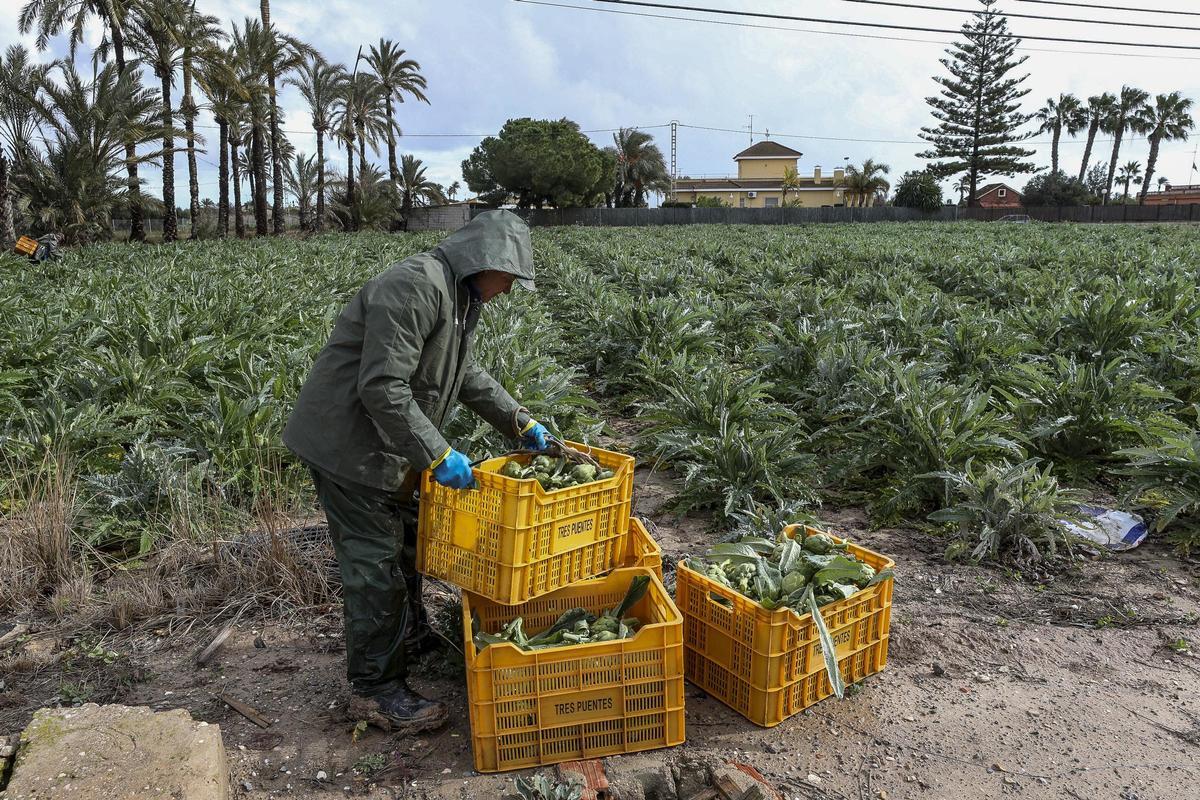 Cosecha de alcachofas en el campo de Elche.
