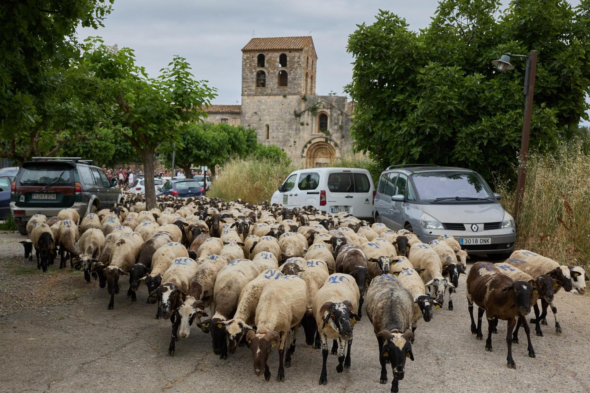 Les fotos de la transhumància del ramat d'ovelles d'Arnau Rubio a Crespià