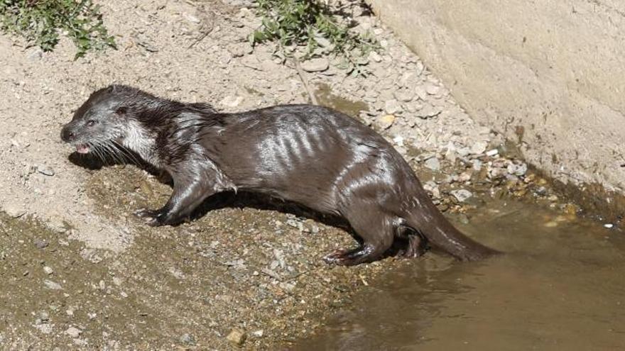 Una llúdriga al centre de Girona