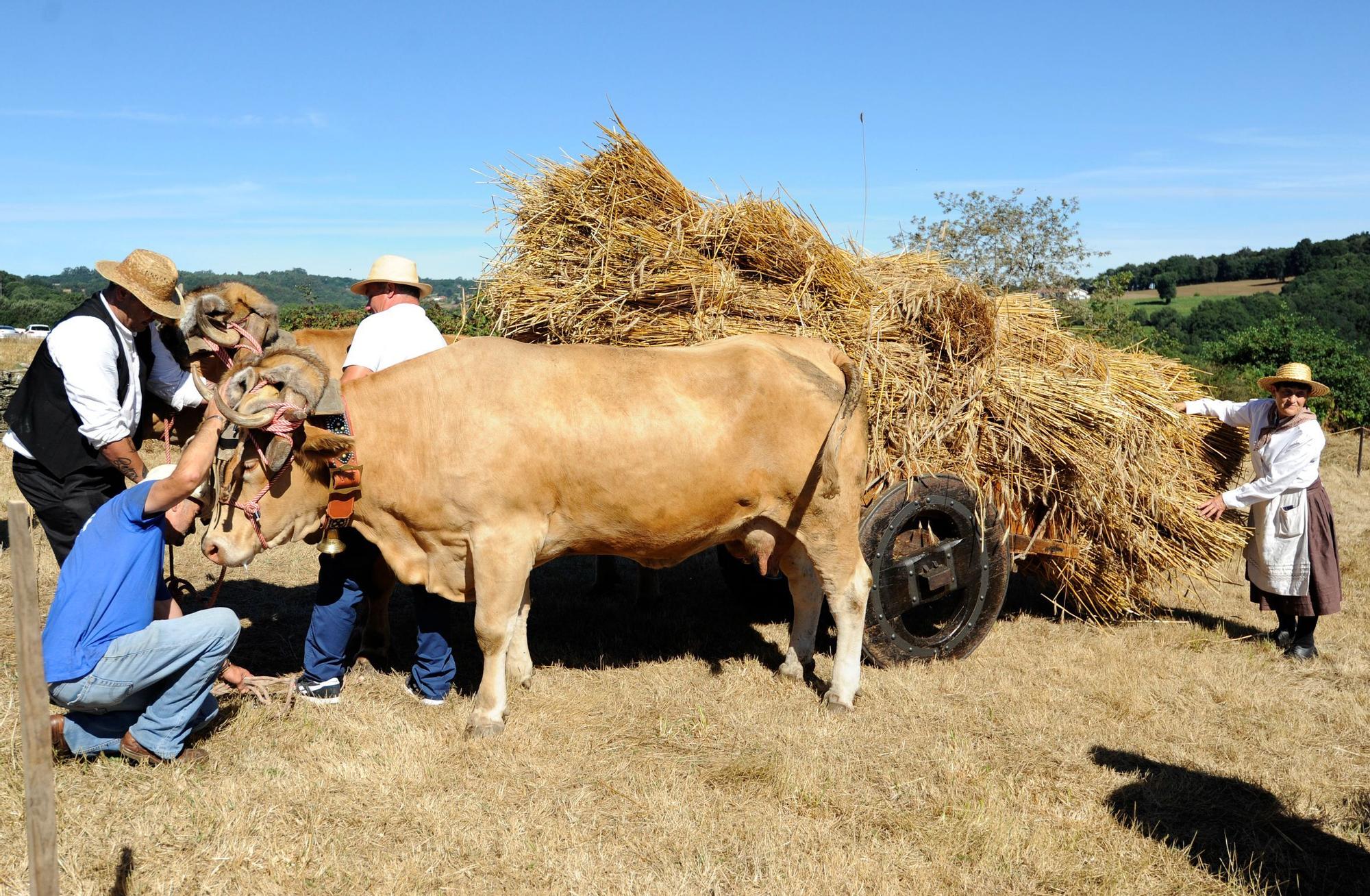 A Festa da Malla