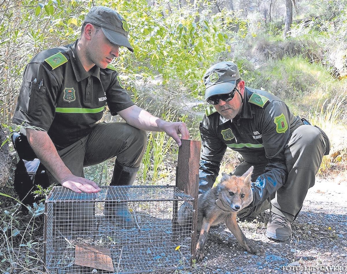 Liberación de un zorro de una caja-trampa ilegal.