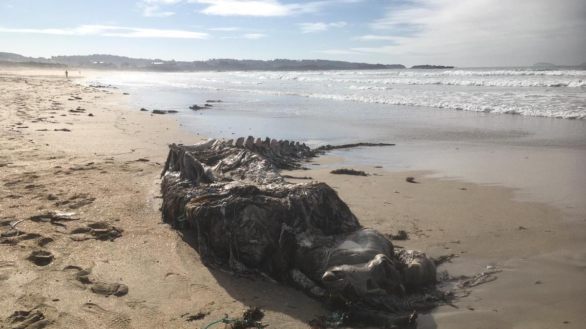 Los restos fueron depositados por el oleaje sobre la orilla de A Lanzada.