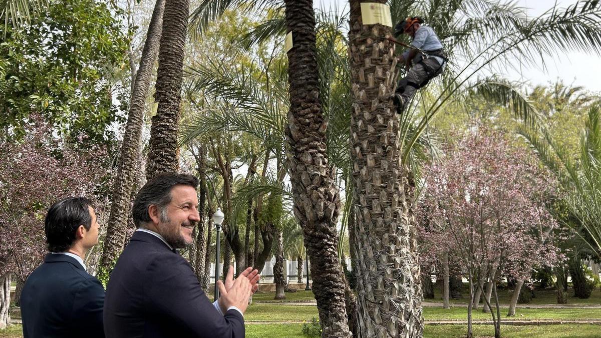 Dolón firma en el libro de honor del Ayuntamiento de Elche y PP y Vox le dedican una palmera a Torrevieja