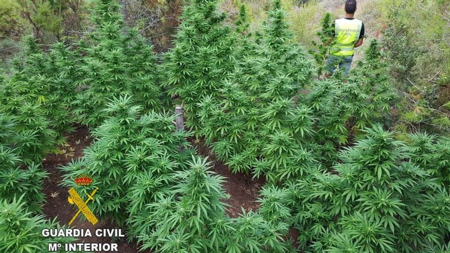 Hallada una plantación de marihuana en un bosque de Sueras