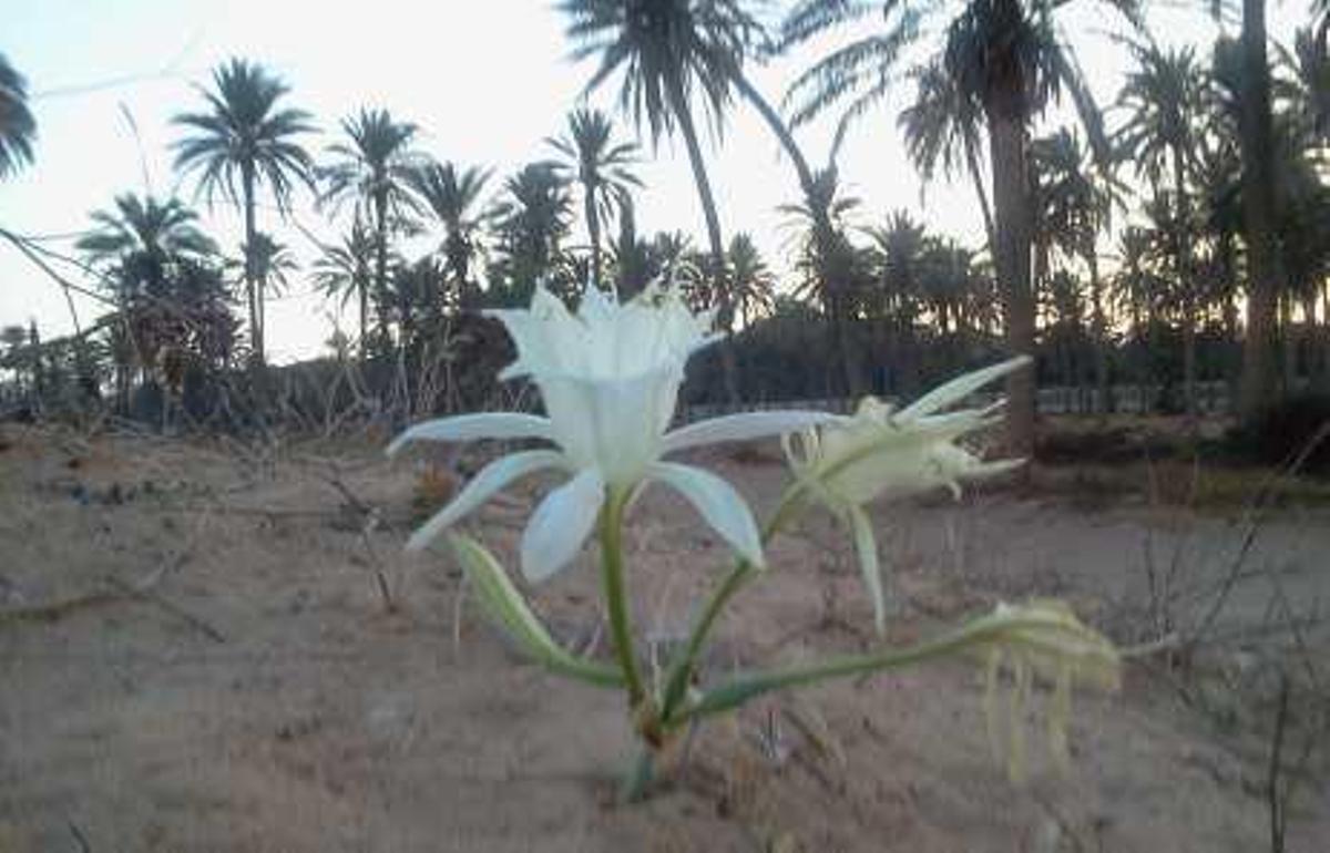 AZUCENA | La flor que transformará tu jardín y tu balcón este otoño
