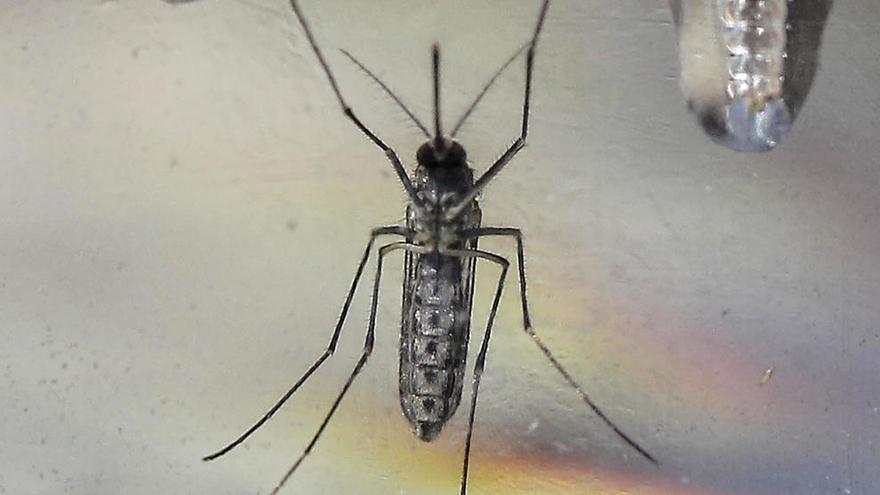 Un mosquito Aedes Aegypti portador del Zika.