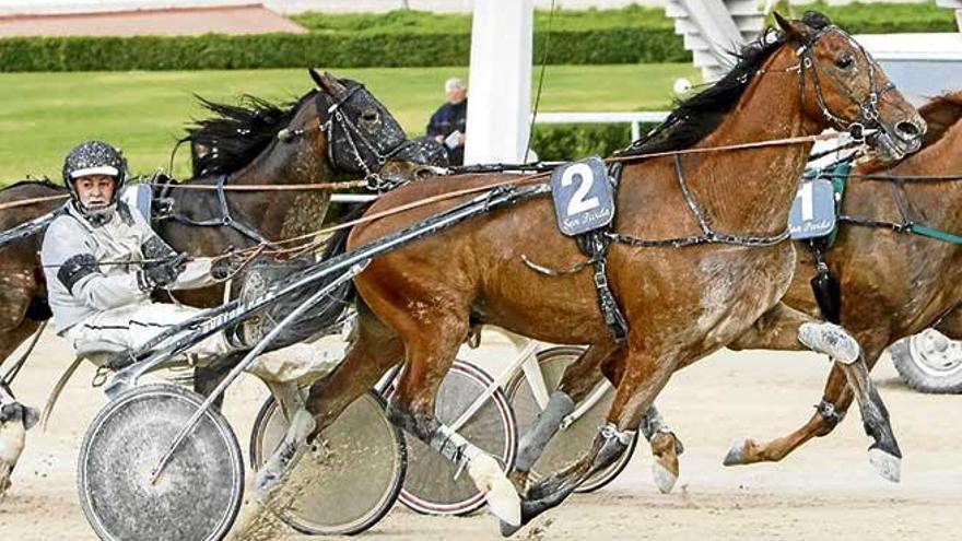 El caballo francés Valoinic (2) dirigido por su entrenador, Toni Riera ´Prim´.