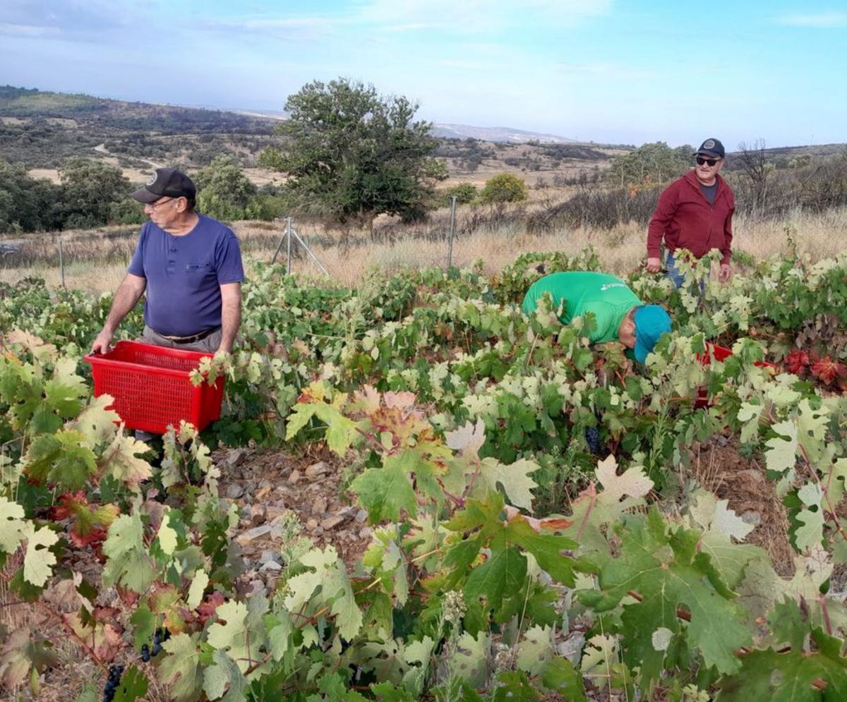 Tiempo de uvas en la Sierra de la Culebra