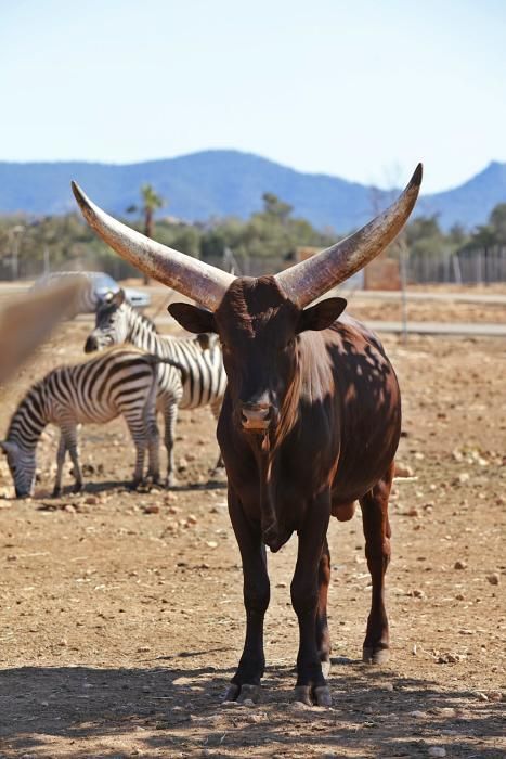 Im Safari Zoo Sa Coma gibt es in diesem Jahr besonders viel Nachwuchs.