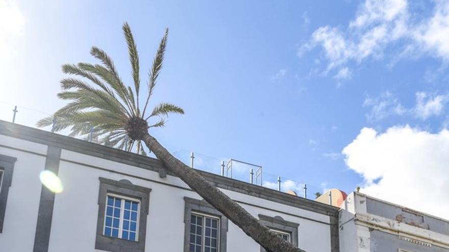 Una palmera se estrella contra un edificio en la Alameda de Colón