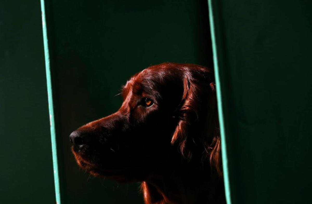 Les imatges més divertides del Crufts Dog Show