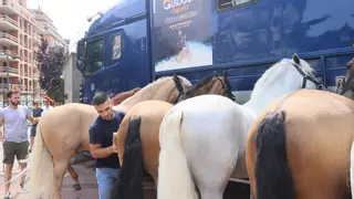 Los caballos toreros, una atracción con arte en la plaza de toros de Gijón:  "Es guapísimo ver cómo los preparan"