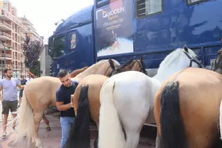 Los caballos toreros, una atracción con arte en la plaza de toros de Gijón:  "Es guapísimo ver cómo los preparan" (en imágenes)