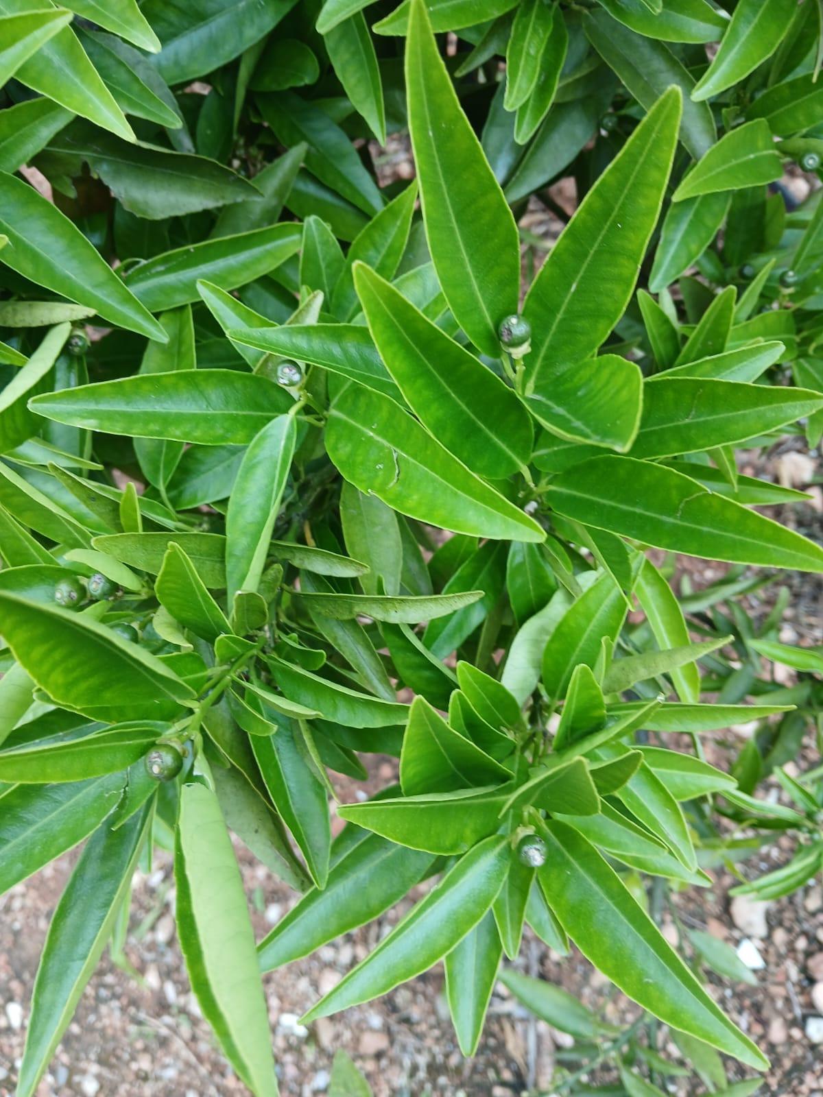 En este árbol de Nules se aprecia la rotura de las hojas por el impacto del granizo y los desperfectos en el fruto.
