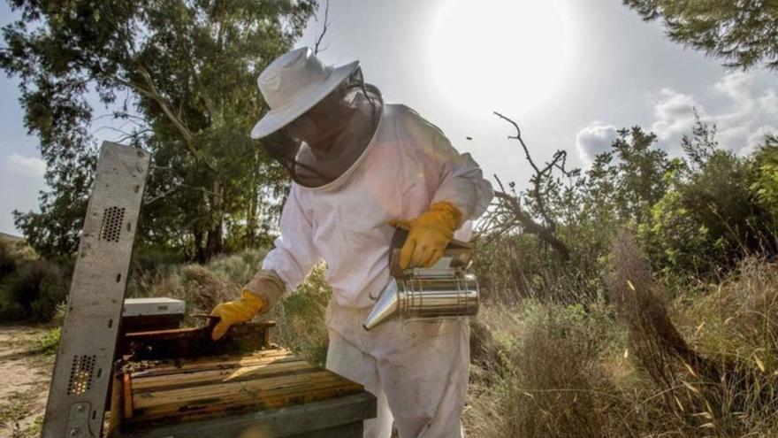 La Comunidad ofrece ayudas a la apicultura por 1,3 millones de euros para favorecer la biodiversidad