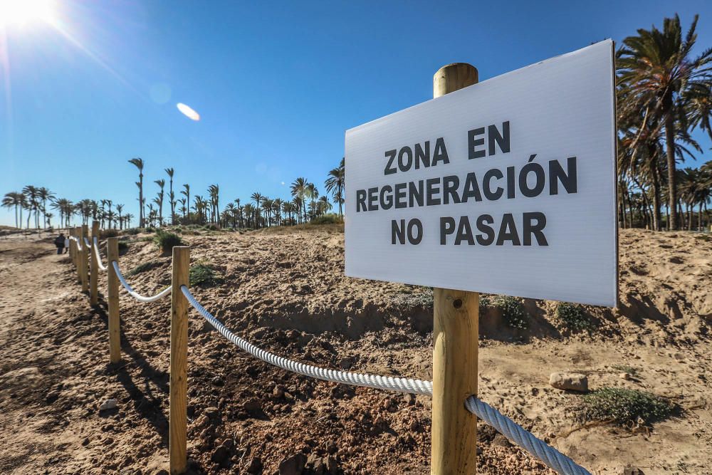 Costas ha realizado un proyecto de regeneración de los restos del cordón dunar de cala Ferrís, además de trabajos de poda y plantación de vegetación autóctona