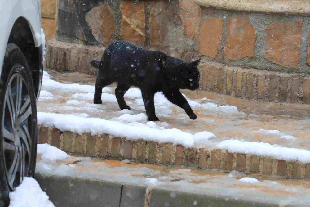 Nieve en Coy, Lorca