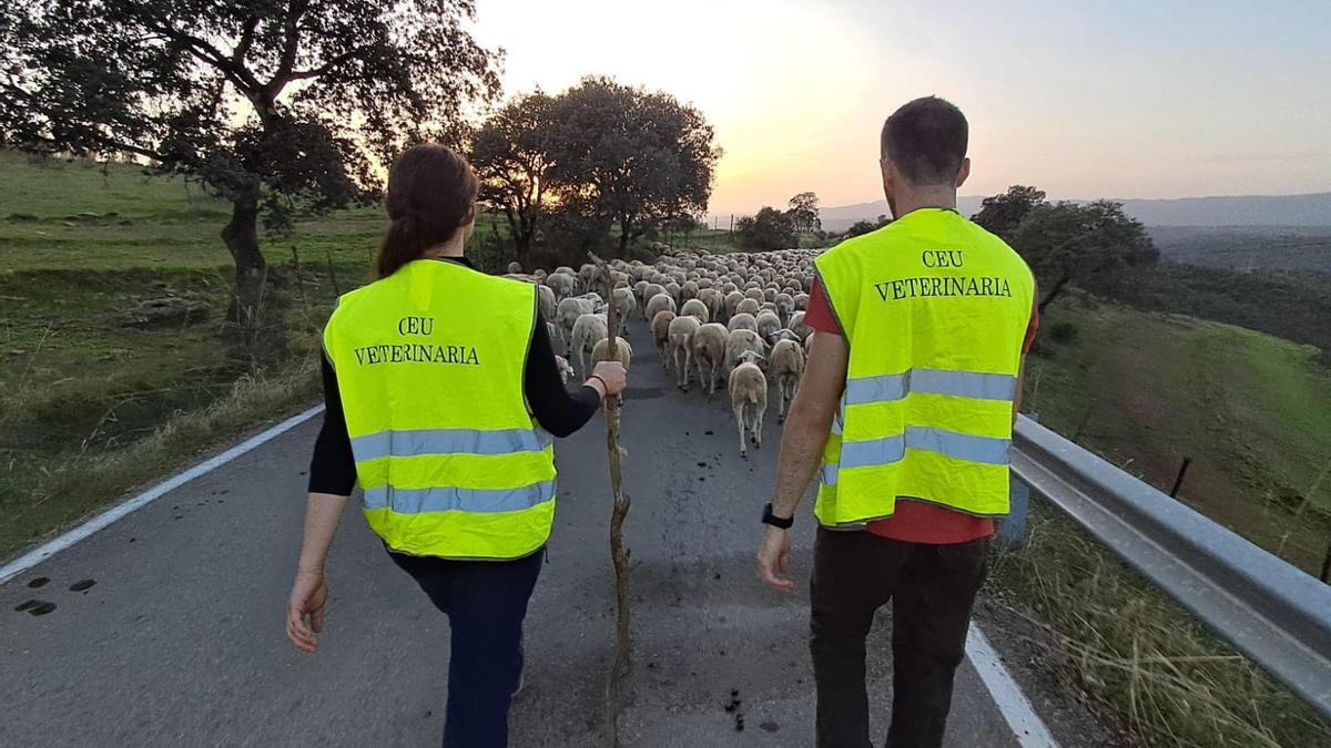 Estudiantes de veterinaria del CEU, en la trashumancia ovina.