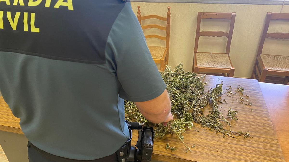 Un guardia civil examina los restos de las plantas de cáñamo recuperados.