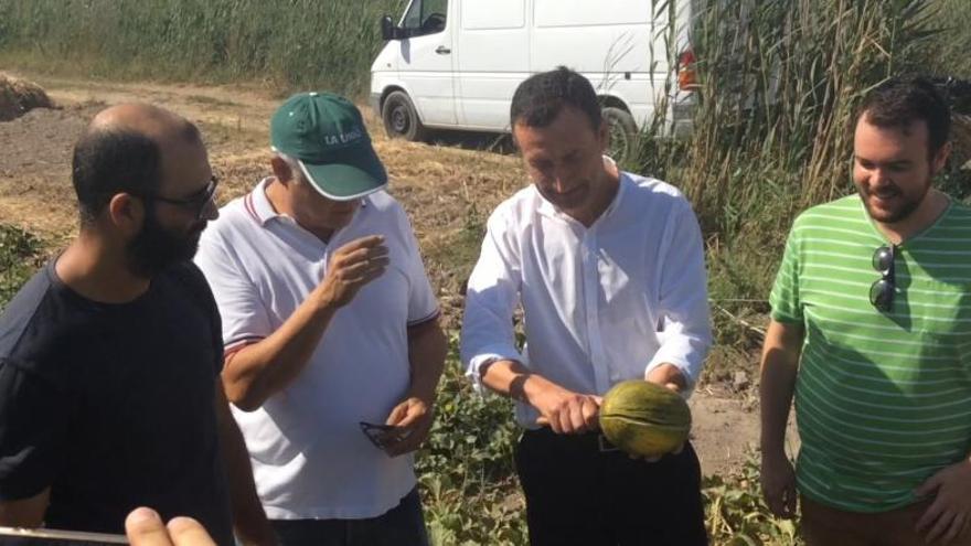 El alcalde de Elche, Carlos González, partiendo el primer melón de Carrizales con el que se abre la campaña