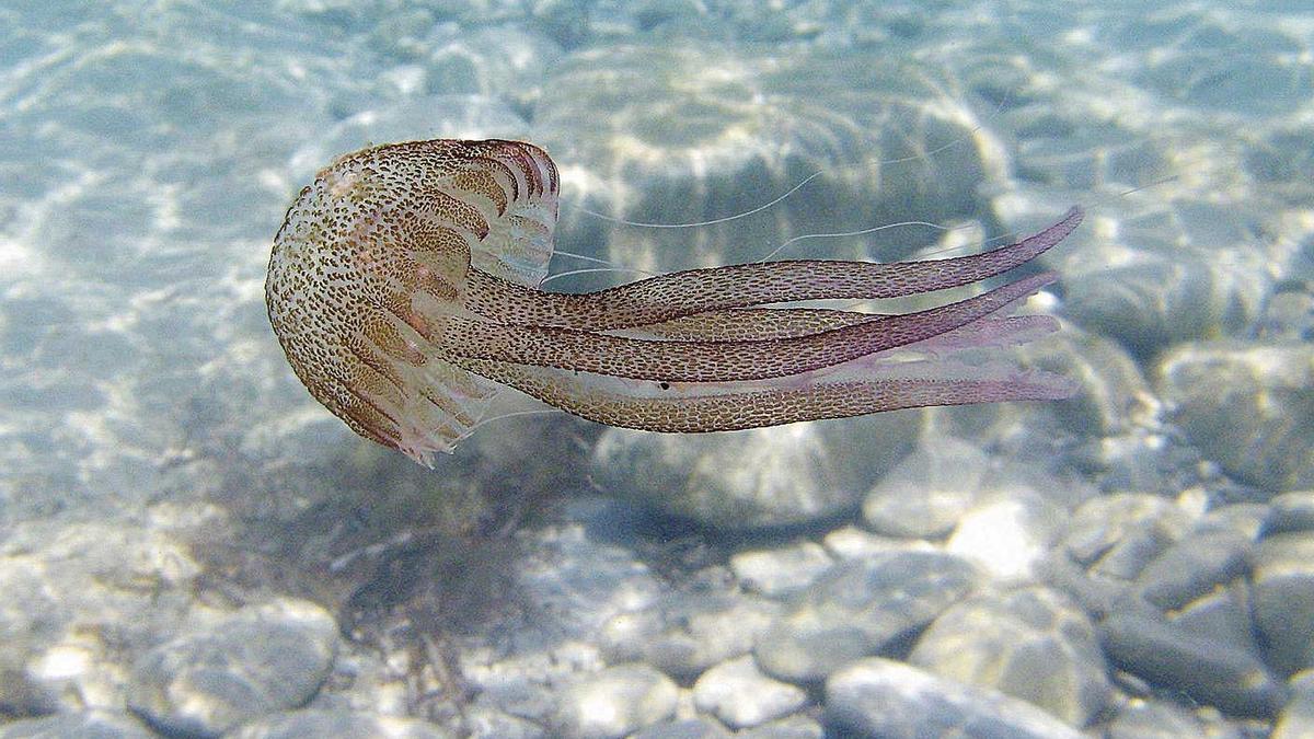 Investigación sobre medusas en el archipiélago balear