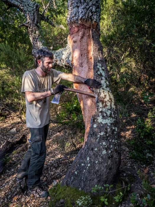 El suro, la pell més preuada del bosc de l''Albera