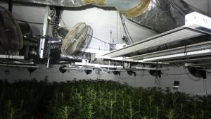 Imagen de la droga intervenida en Sils