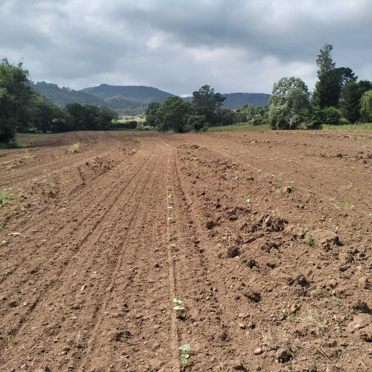 Las plantaciones de fabas de Francisco Pérez-Puchal, en Las Regueras