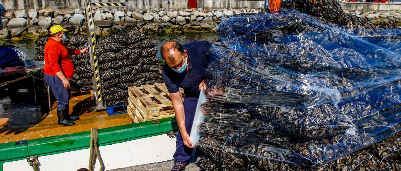 Descargas de mejillón para el mercado de fresco en Arousa.
