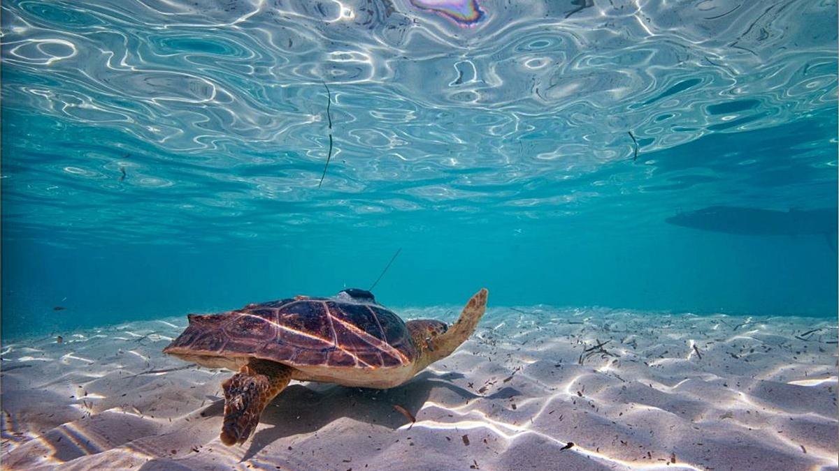 Un ejemplar de tortuga boba, con un geolocalizador en el caparazón. | FUNDACIÓN OCEANOGRÀFIC