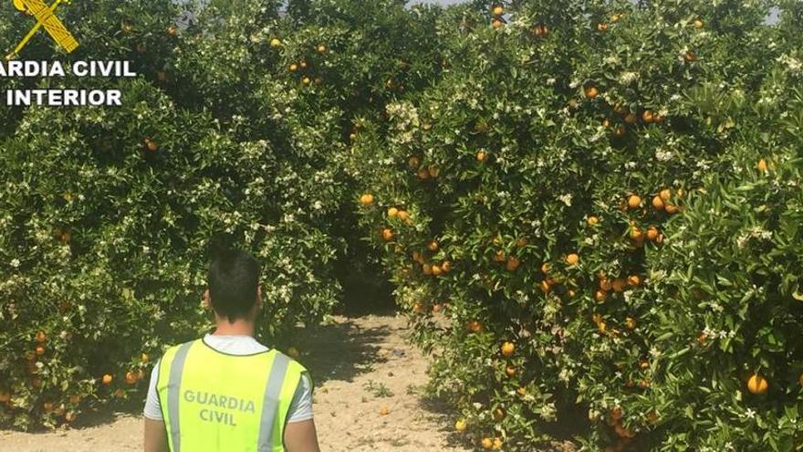 Un detenido por estafar 400.000 € a agricultores de Alicante y Murcia