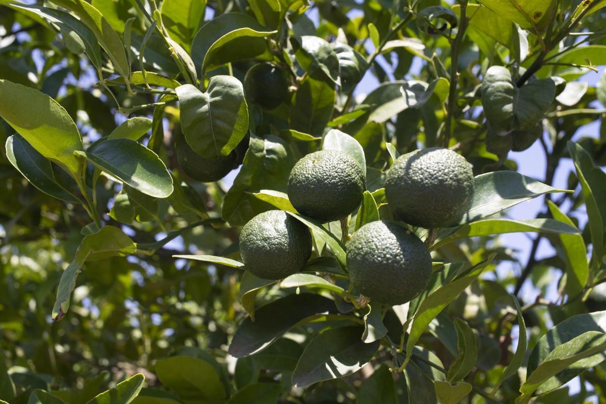 Naranjas en fase de crecimiento.