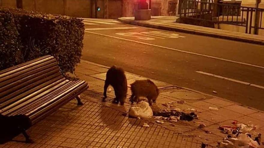 Las jabalíes campan a sus anchas por Villafría por las noches