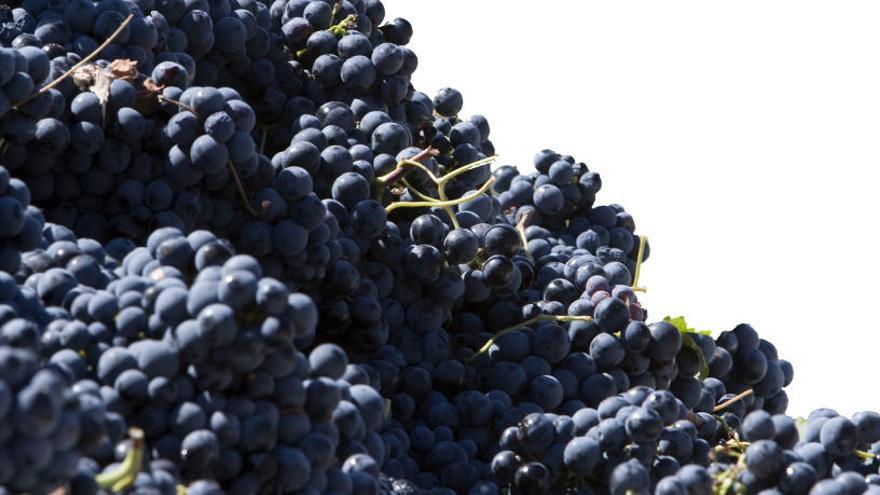 La DOP Utiel-Requena vendimia casi 200 millones de kilos de uva