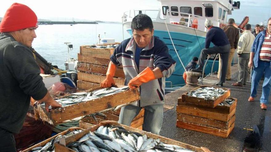 Descarga de sardina en un puerto gallego.  // Iñaki Abella