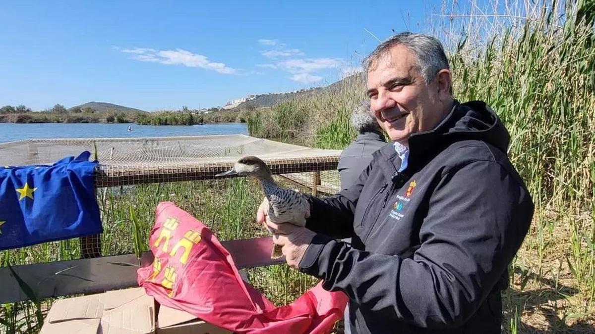 El consejero Juan María Vázquez se dispone a liberar un ejemplar de cerceta pardilla