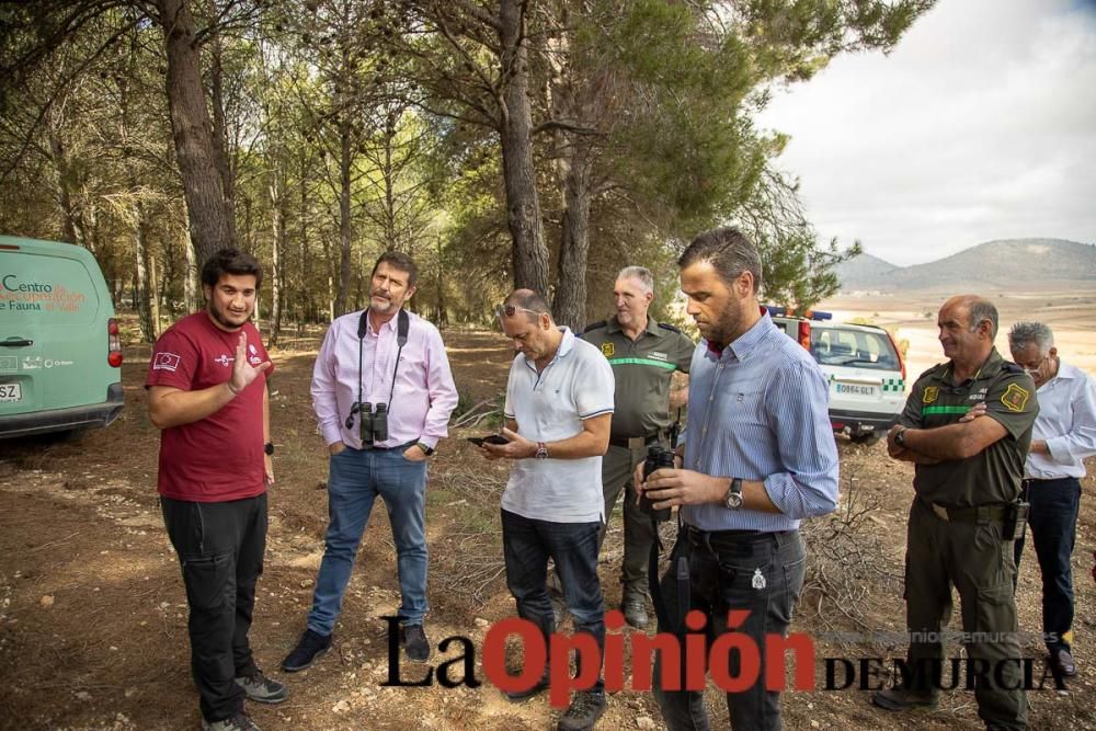 Liberan un Buitre Leonado en la Sierra de Mojantes