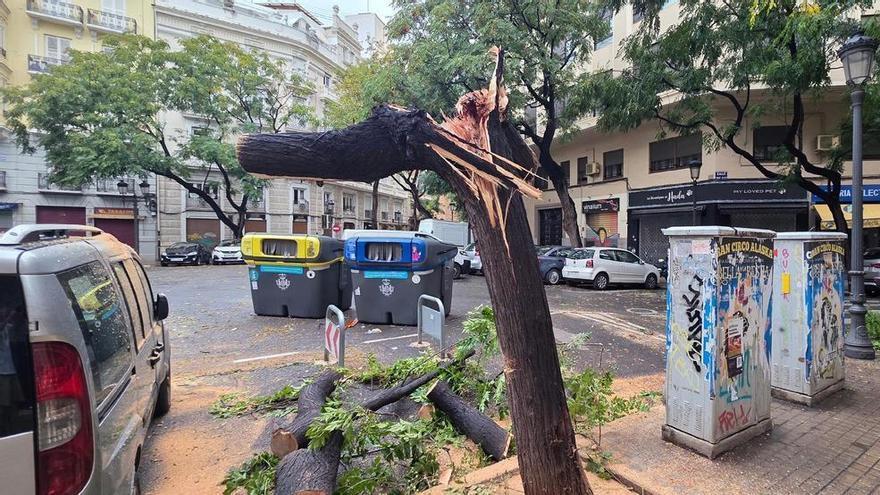 Cae un árbol de grandes dimensiones en Gran Vía