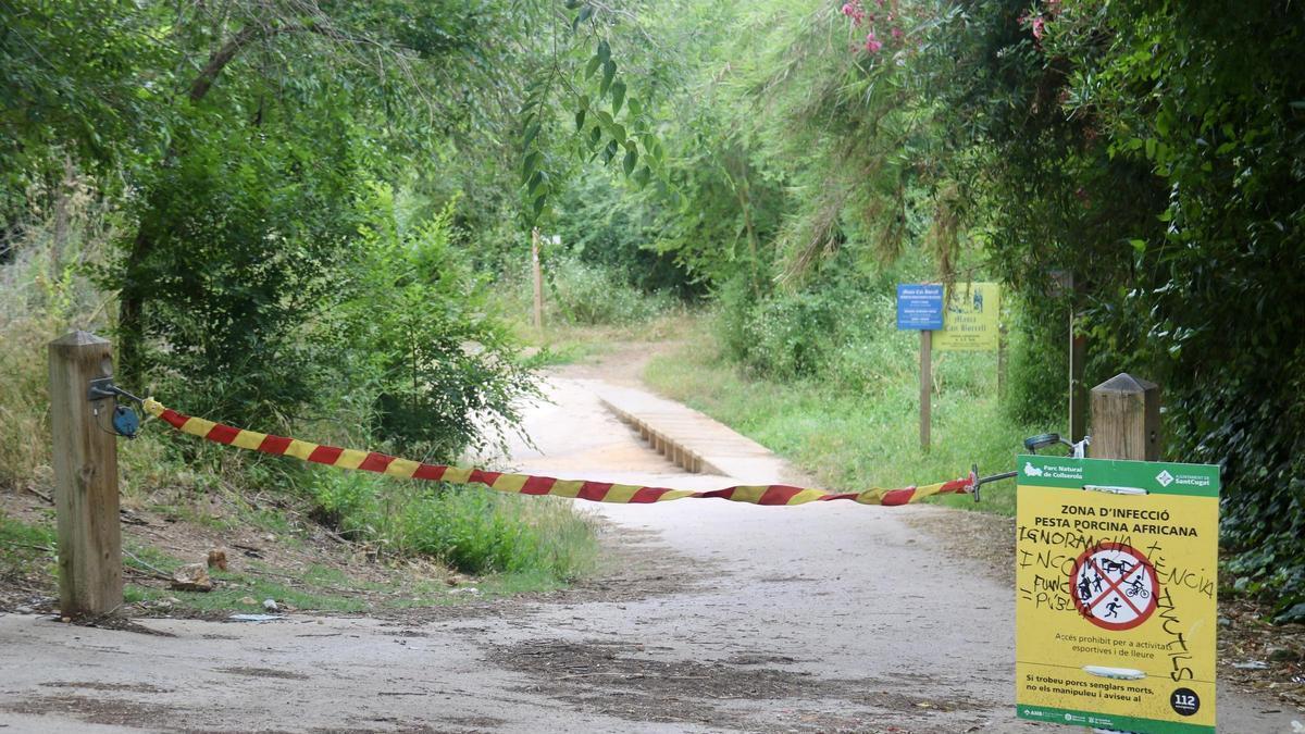 Accés al Parc de Collserola barrat per la pesta porcina al camí de Sant Medir i Can Borrell