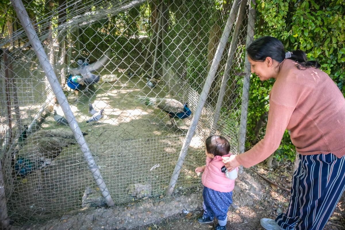 Una mujer y un niño observan a los nuevos pavos reales del parque de Castelar, ayer.