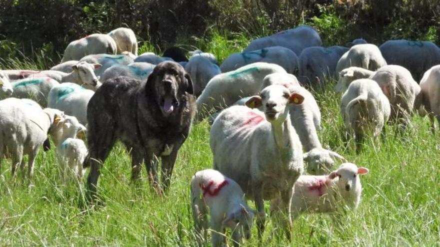 El mastín Mouro cuidando de las ovejas. |  // FERNANDO CASANOVA
