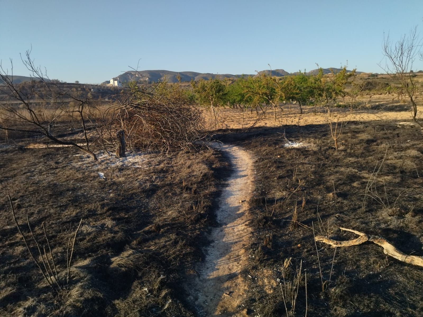 El valle agrícola del Montgó, reducido a cenizas (imágenes)