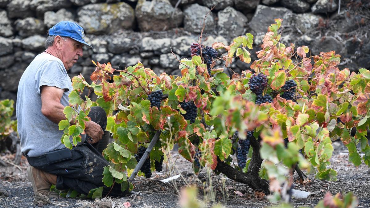 Un agricultor trabaja en una finca en Gran Canaria.