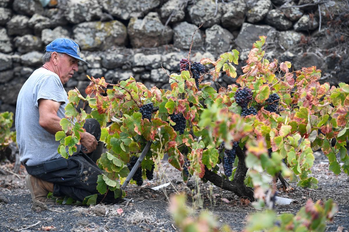 Un agricultor trabaja en una finca en Gran Canaria.