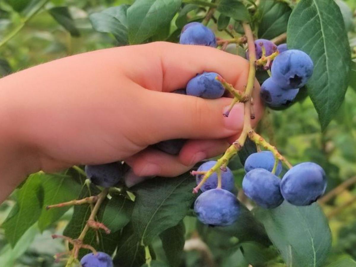 Asturias pone al turista a ver estrellas, hacer queso, recoger fruta o dormir en un teito
