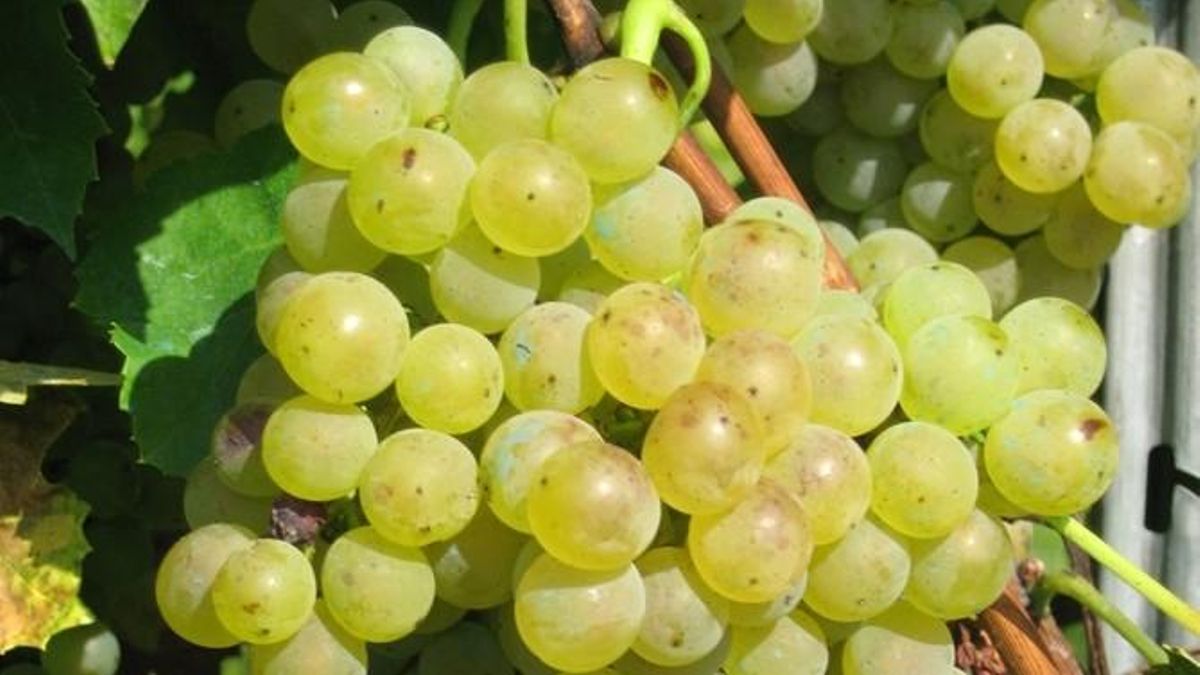 Uva blanca.