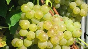 Uva blanca.